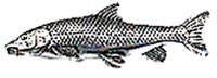 Just Fish Pewter Barbel Lapel Pin